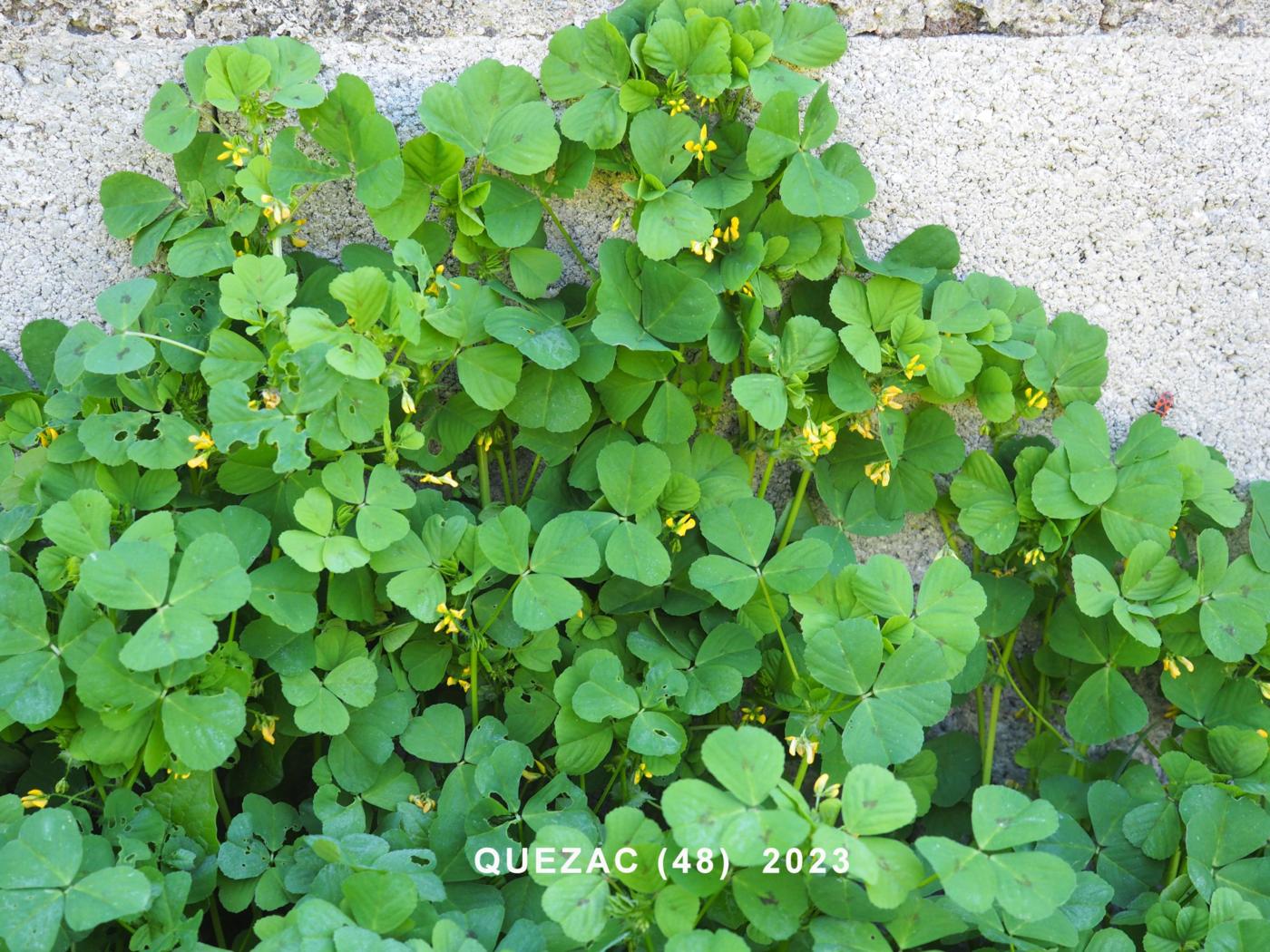 Medick, Spotted plant